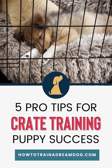 What’s all the buzz about puppy crate training? Many new puppy owners make the mistake of avoiding the use of a crate. Here are the Top 5 Pro Tips for Puppy Crate Training Success. #dogcratetraining #puppycratetraining #cratetraining Puppy Whining, Puppy Crate Training, Crate Training Dog, Crate Train, Training Puppy, Puppy Barking, Crate Training Puppy, House Training Puppies, Puppy Crate