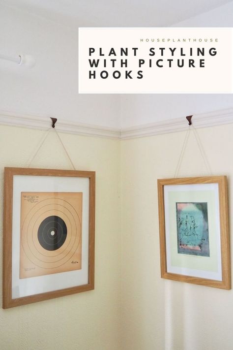 How’s it hanging? Using a picture rail to hang plants – HOUSEPLANTHOUSE Picture Rail Hangers, Picture Rail Hanging, Picture Rail Molding, Hang Plants, Annoying Pictures, Laundy Room, Modern Wall Paneling, Plant Display Ideas, Dining Room Updates