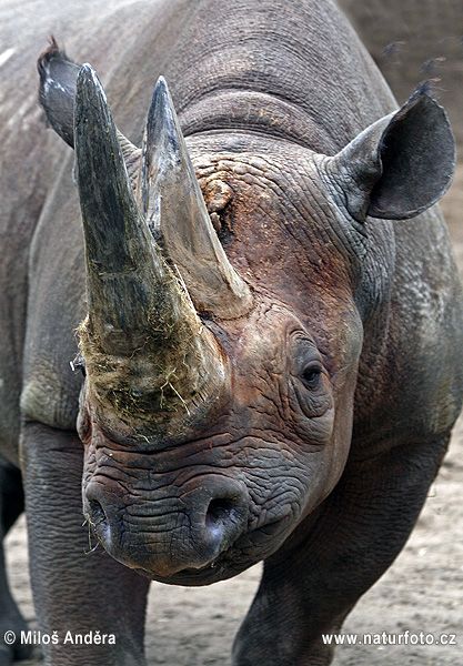 Rhino Art, Black Rhinoceros, Black Rhino, Africa Wildlife, Wildlife Pictures, Wild Creatures, Rhinos, Majestic Animals, Nature Wildlife