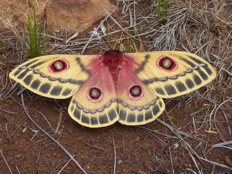 also known as injured emperor moth Moth Photo, Emperor Moth, Colorful Moths, Cute Moth, Cool Insects, Beautiful Butterflies Art, Cool Bugs, Beautiful Bugs, Largest Butterfly