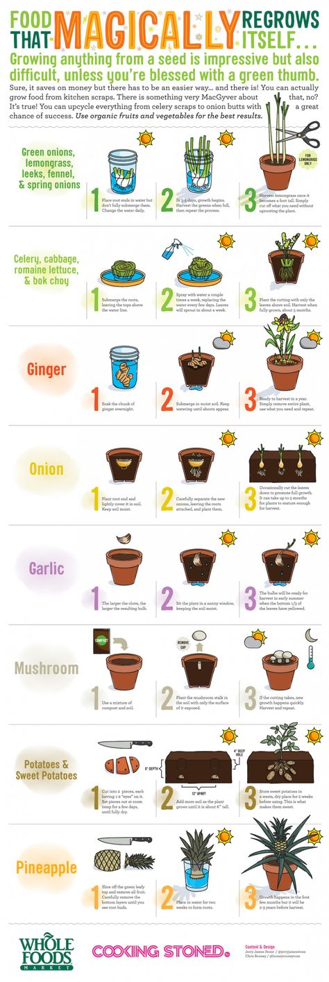 Regrow Vegetables, Plants In Pots, Vegetable Scraps, Big Garden, Home Vegetable Garden, Food Garden, Planting Vegetables, Easy Garden, Flowers Garden