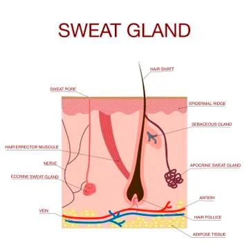 Skin Anatomy, Illustration Human, Sweat Gland, Adipose Tissue, Medical Knowledge, Hair Follicle, Healthy Skin, Anatomy, Stock Illustration