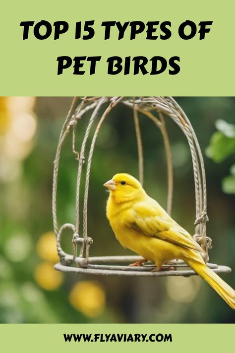 🐦 Discover the different types of pet birds that make great companions! #PetBirds #BirdLovers Best Pet Birds, Types Of Pet Birds, Monk Parakeet, Parrot Stand, Egg Laying Chickens, Amazon Parrot, Chicken Health, Bird Care, African Grey Parrot