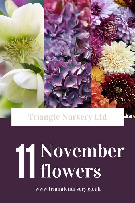 What Flowers Are In Season In November, November Wedding Flowers Uk, Flowers For November Wedding, Flowers In Season In November, November Wedding Flowers In Season, November Flowers In Season, Wedding Flowers November, Fall Wedding Flowers November, November Wedding Flowers