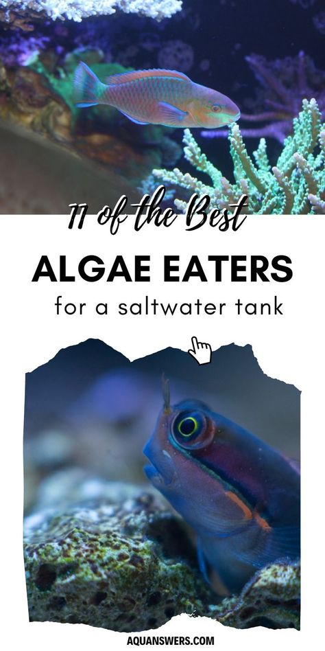 Check out the 11 best saltwater algae eaters that will help you clean your tank for good. These marine fish and invertebrates not only eat algae, but are also attractive and fun to watch. Our saltwater tanks no longer need to look ugly! Saltwater Aquarium Beginner, Coral Fish Tank, Aquarium Algae, Coral Aquarium, Saltwater Aquarium Fish, Coral Reef Aquarium, Saltwater Fish Tanks, Fish Tank Design, Marine Tank