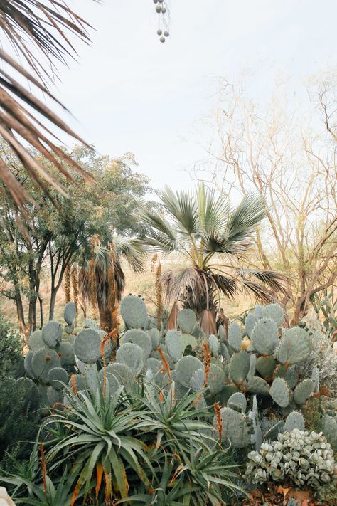 Balboa Park — Local Wanderer Balboa Park Cactus Garden, San Diego Landscape, San Diego Balboa Park, Cali Vibes, California Aesthetic, Balboa Park San Diego, San Diego Travel, San Diego Photography, The Everygirl