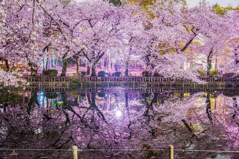 Best places to go to enjoy Cherry Blossom in Tokyo #tokyo #cherryblossom Komorebi Aesthetic, Inokashira Park, Japan Cherry Blossoms, Japan Travel Destinations, Yoyogi Park, Cherry Blossom Japan, 9 Lives, Book Mood, Ancient Indian Architecture