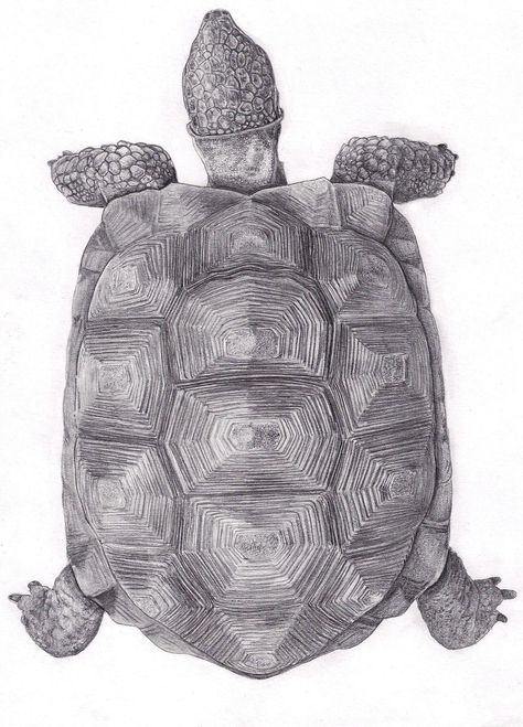 Chelonoidis Chilensis Tortoise Shell Drawing, Terrapin Tattoo, Turtle Shell Drawing, Folk Tattoo, Turtle Backpack, Tortoise Drawing, Texture Sketch, Turtle Shells, Shell Drawing