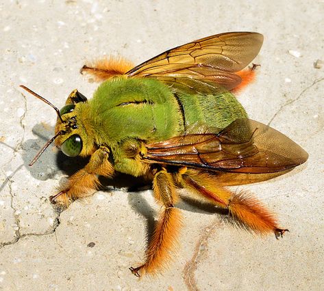 Carpenter bees are so named because they excavate dead wood as well as structural timbers of buildings to create nest chambers. Regard Animal, Cool Insects, Rasy Koni, Carpenter Bee, 동화 삽화, Cool Bugs, Beautiful Bugs, Creepy Crawlies, Arthropods