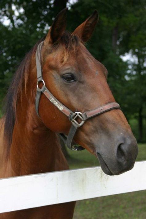 The Standardbred Horse is by far one of the most famous of the trotting horse breeds. American Standardbred Horses were first given their names back in 1879 when the standard rules of horse trotting entries were raised to one mile in two minutes and... American Standardbred, Standardbred Horse, Barrel Racing Saddles, Horse Show Clothes, Barrel Racing Horses, American Saddlebred, Horse Gear, Most Beautiful Animals, Miniature Horse