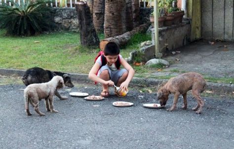 9 yr. old boy from the Philippines started feeding these stray dogs from the kindness of his heart. His dad took some photos of him. Thanks to some very kind people that saw these pictures and donated and volunteered  he was able to open a small non- profit NO KILL shelter. To read his story go to happyanimalsclub.org Lode A Dio, Faith In Humanity Restored, Humanity Restored, Happy Animals, Animal Rights, Faith In Humanity, Stray Dog, Animal Shelter, Amazing Stories