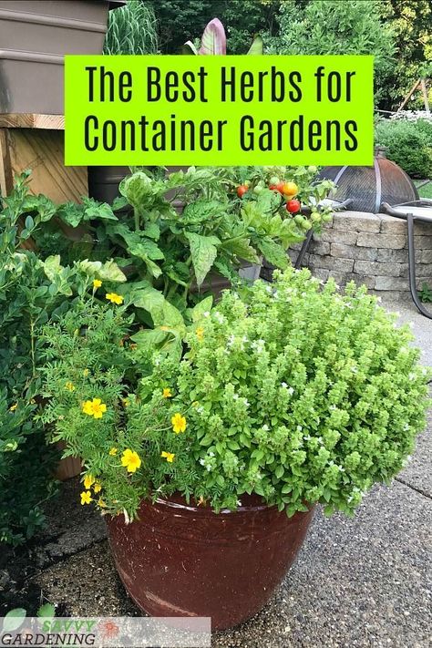 Growing In Containers, Gemüseanbau In Kübeln, Container Herb Garden, Herb Containers, Types Of Herbs, Vertical Herb Garden, Indoor Herb Garden, Pallet Garden, Herbs Indoors