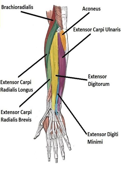 Forearm Muscle Anatomy, New England College, Osteopathic Medicine, Human Muscle Anatomy, Physical Therapist Assistant, Physical Therapy Assistant, Forearm Muscles, Basic Anatomy And Physiology, Medical School Essentials