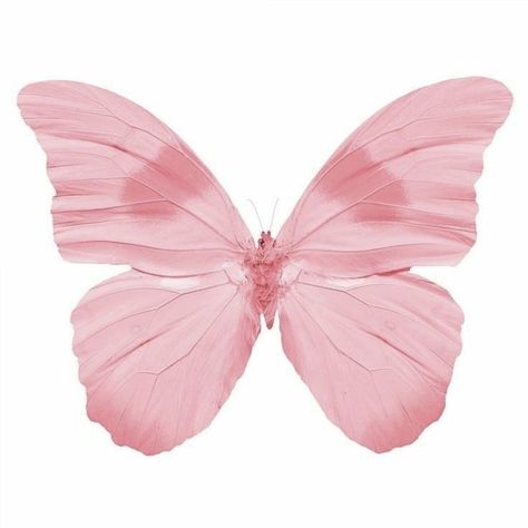 Pink Butterfly Printable, Pink Butterfly Sticker, Pastel Pink Butterfly, Elena Abelli, Butterfly Themed Birthday Party, Princess Balloons, Butterfly Cake Topper, Rosé Png, Perfect Eyelashes