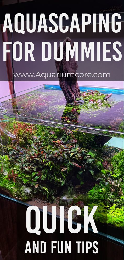 Aquarium beauty: Underwater garden How To Aquascape, Aquascape Aquarium Ideas Simple, 5 Gallon Betta Aquascape, Small Aquascape Ideas, Fish Tank Landscape Ideas, Bioactive Fish Tank, Small Tank Aquascaping, Fresh Water Aquascape, Aquascape Design Ideas