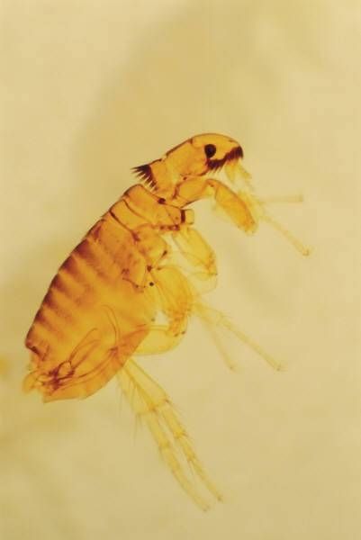 How to Kill Fleas With Pine-Sol. www.ehow.com/how_4915229_kill-fleas-pinesol.html Kill Fleas On Dogs, Homemade Flea Spray, Home Remedies For Fleas, Flea Powder, Sand Fleas, Killing Fleas, Pine Sol, Flea Remedies, Pet Remedies