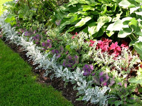 Around the border of each garden bed is dusty miller and red coleus. This repetition of plant patterns throughout the garden creates harmony and cohesion. A little obsessive but pretty... Dusty Miller Landscape Flower Beds, Dusty Miller Planting Ideas, Dusty Miller Landscape, Red Coleus, Boarder Plants, New York Garden, Patio Oasis, Parterre Garden, Perennial Gardens