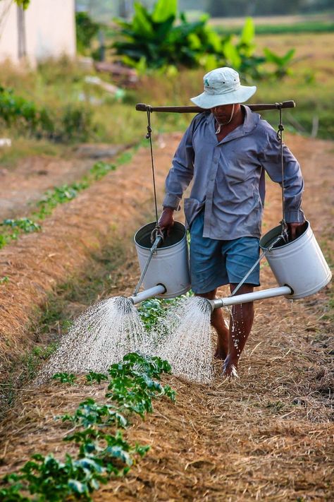 Man Watering the Plant during Daytime Homesteading Skills, Rural Living, Building A Fence, Organic Soil, Tomato Garden, Growing Tomatoes, Photos Hd, Hobby Farms, New Images