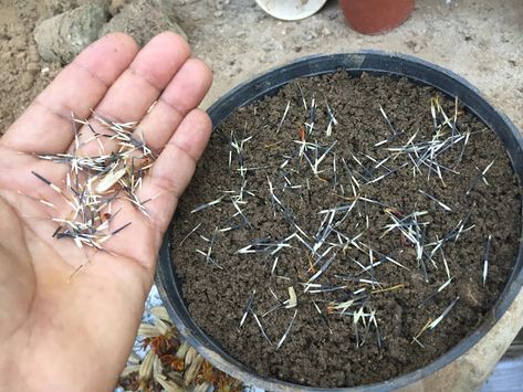 Plant marigold seeds to a depth of ¼ inch and cover them with soil. Water them well to moisten the seeds. Marigolds In Garden, Marigold Seeds, Growing Marigolds, Planting Marigolds, Seedlings Indoors, Marigold Flower, Rock Garden Landscaping, Attract Pollinators, Outdoor Living Spaces