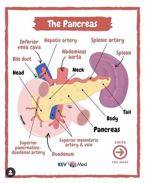 Medical Terminology Study, Anatomy Education, Nurse Teaching, Nursing School Essential, Nursing School Motivation, Medical School Life, Basic Anatomy And Physiology, Nurse Study Notes, Biology Facts