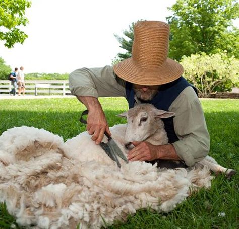 Our sheep get their "annual haircuts" this Memorial Day weekend and OSV historians show the whole textile process – scouring and carding the wool, and spinning, knitting, and weaving. Sheep-shearing will be done throughout the weekend, and sheep herding demos are set for Sat. May 25. Details at www.osv.org. Do you know how much wool each OSV sheep produces? And why shearing sheep is good for farmers' hands? Sturbridge Village, Milk The Cow, Sheep Shearing, Winter's Tale, Sheep And Lamb, Down On The Farm, The Shepherd, Spinning Wheel, Trout Fishing