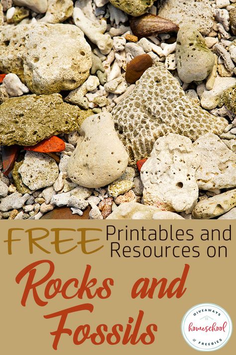 FREE Printables and Resources on Rocks and Fossils #homeschoolscience #rocksandfossils Different Types Of Rocks, Gem Hunting, Chemical And Physical Changes, Rock Science, Rock Identification, Rock Tumbling, Rock Collecting, Fossil Hunting, About Earth