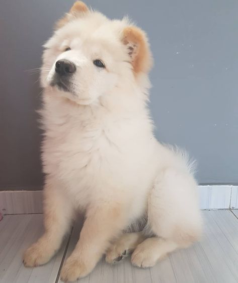 Imponência🐾 #chowchow #chowchowbrasil #chow #chowchowlovers #chowchowpuppy #chows #chowchowgallery #chowchowlover #chowchowofinstagram… Chow Chow Puppy, Chow Chow, Husky, Labrador, Dogs, Animals, Instagram