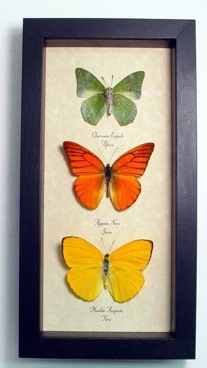 Pressed Plants, Real Butterflies, Framed Butterflies, Framed Butterfly, Types Of Butterflies, Insect Collection, Orange Citrus, Butterfly Collection, Butterfly Images