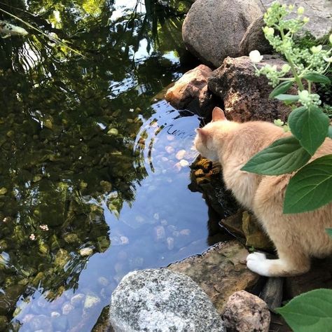 A Cat, Orange, Water, Plants, White