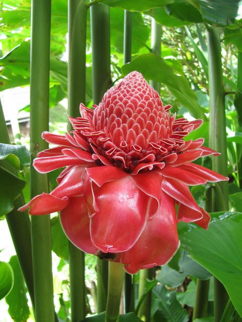 Torch Ginger Emi Rose from our garden (Etlingera elatior). We grow 22 varieties. #diy #gardening #garden #home Grow Ginger Indoors, Etlingera Elatior, Torch Ginger Flower, Bunga Kantan, Ginger Flowers, Growing Ginger Indoors, Ginger Plants, Torch Ginger, Gardener Aesthetic