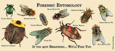 Forensic Entomology, Robot Doctor, Biological Anthropology, Animal Infographic, Forensic Anthropology, Physics Classroom, Forensic Science, Insect Collection, Materials Science