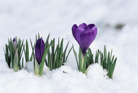 Library Artwork, First Flowers Of Spring, Crocus Flower, Snow Flower, Blossom Garden, Spring Equinox, Spring Sign, Hello Spring, Art Quilts