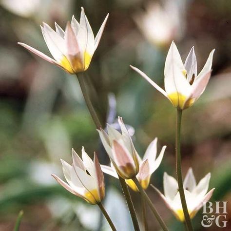 In areas of the Mideast, you can still find the white star-shape blooms of Tulipa turkestanica in the wild. The slender 12-inch-tall stems appear above narrow blue-green leaves in early- to midspring. Bulbs To Plant In Fall, Tulip Display, Plant In Fall, Botanical Tulip, Bulbous Plants, Planting Tulips, Tulip Bulbs, Garden Bulbs, Spring Bulbs