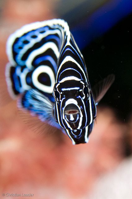 BALI-62 by Christian Loader, via Flickr  Juvenile Emperor Angelfish Emperor Angelfish, Pretty Fish, Fauna Marina, Sea Slugs, Salt Water Fish, Beautiful Sea Creatures, Water Animals, Marine Fish, Underwater Creatures