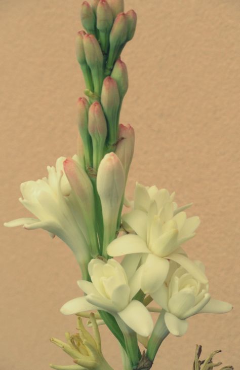 Me encantan los nardos Tuberose Perfume, Whale Tattoos, Character Making, Beautiful Flowers Photography, Photography Wallpaper, Good Morning Flowers, All Flowers, Embroidery And Stitching, Flowers Photography