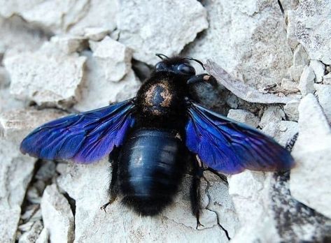 Pictures Of Insects, Solitary Bees, Carpenter Bee, Bees And Wasps, Bee Tattoo, Animal Magic, Beautiful Bugs, Creepy Crawlies, Rare Animals