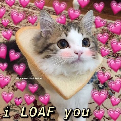 32 I Love You Memes to Share with Your Sweetheart #loveyou #lovememes #iloveyou #funnypics #funnypics Gatos Cool, Corak Menjahit, Love You Meme, Cute Cat Memes, Cute Love Memes, Image Chat, Cute Cat Wallpaper, You Meme