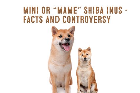 Mame Shiba Inu Dogs, Mame Shiba, Shiba Inu Puppy, Shiba Inu Dog, Aquarium Filter, Pet Puppy, Do You Know What, Shiba Inu, Puppies For Sale