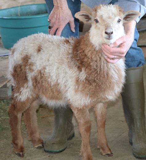 Navajo Churro Sheep, Fiber Animals, Texture Reference, Sheep Breeds, Yarn Shop, Churros, Farm Animals, Painting Ideas, Good Quality