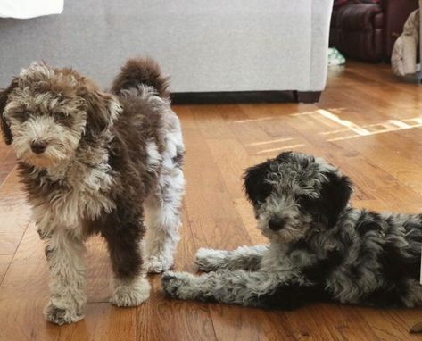 Aussiedoodle Haircut, Mini Aussiedoodles, Aussie Poo, Doodle Breeds, Mini Aussiedoodle, Aussiedoodle Puppies, Doodle Dog, Blue Merle, Poodle Puppy