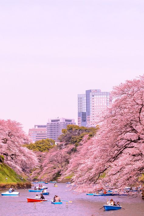 The Chidorigafuchi moat of the Imperial Palace in Tokyo during the cherry blossom Japan Tourist, Things To Do In Tokyo, Meiji Shrine, Japan Holidays, Visit Tokyo, Tokyo Skytree, Japan Vacation, Tokyo Tower, Imperial Palace