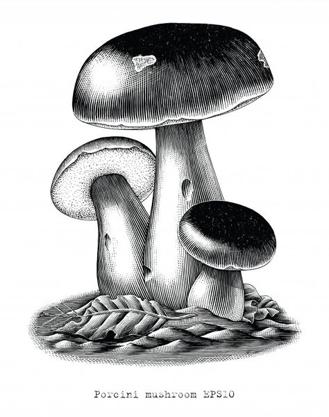 Shroom Art, Wood Burning Stencils, Victorian Illustration, Mushroom Drawing, Pen Art Drawings, Engraving Illustration, Tattoo Flash Art, Art Pens, Flash Art