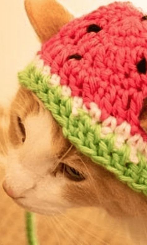 How adorable are these crochet cat hat patterns? #crochet #crochet365knittoo #crochetpattern #crochetcathat #crochetcathatpattern #crochethatpattern #crochetcat #crochethat Crochet Watermelon, Cat Hat Pattern, Crochet Dog Hat, Crochet Cat Hat, Chat Crochet, Pet Play, Crochet Mignon, Cat Small, Crochet Pumpkin