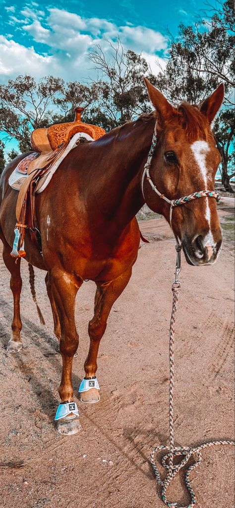 Barrel Racing Pictures, Barrel Racing Wallpaper, Barrel Racing Aesthetic, Barrel Racing Tack Rodeo, Racing Aesthetic, Racing Wallpaper, Chestnut Horses, Western Horses, Dream Horse Barns