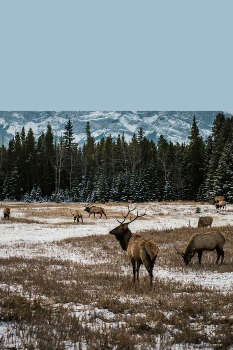 Alaskan Fishing, Alaskan Wildlife, Wildlife Wallpaper, Window Views, Window View, Planet Earth, Hunting Fishing, The Great Outdoors, Alaska