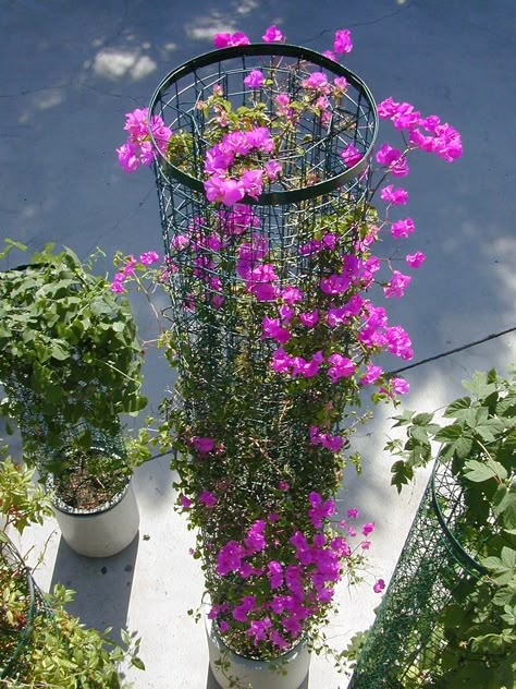 cylinder fiberglass planter with column trellis Cross Vine, Indoor Vines, Plants Stand, Wall Plants, Wall Climbing, Easy Landscaping, Climbing Vines, Outdoor Gardens Design, Hanging Garden