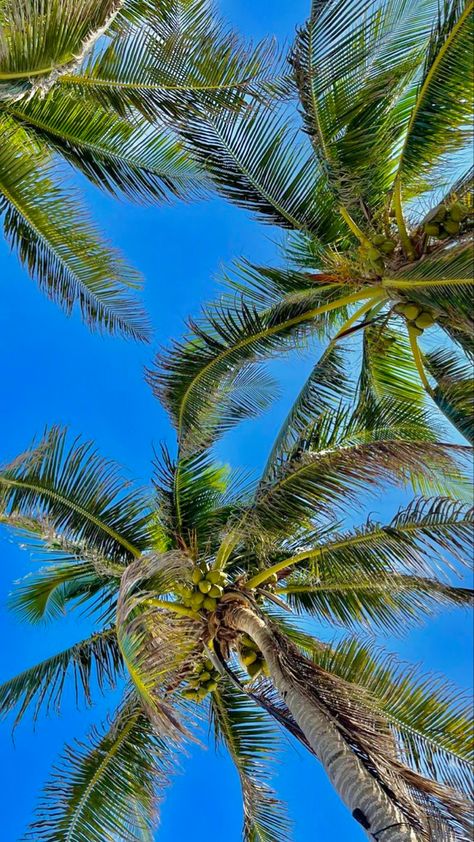 Hawaii Aesthetic Wallpaper, Summer Wallpaper Ideas, Vacation Outfits Ideas, Summer Vacation Outfits Beach, Beach Vacation Outfit Ideas, Aesthetic Wallpaper Summer, Vacation Outfit Summer, Beachy Wallpapers, Coconut Aesthetic