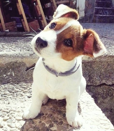 Chien Jack Russel, Jack Russell Terriers, Jack Russell Terrier Puppies, Jack Russell Puppies, Jack Russell Dogs, Jack Russel, Terrier Puppies, Bull Terrier Dog, White Dog