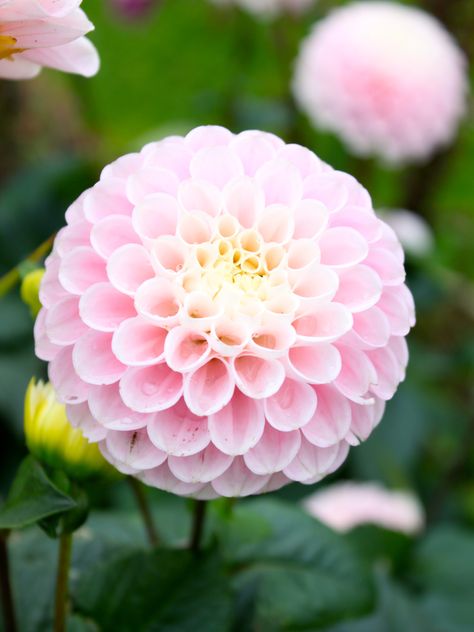 Pom Pom Dahlia Pom Pom Dahlia, Dalia Flower, Pink Dahlia Flower, Chrysanthemum Bouquet, Pink Pom Pom, Pink Dahlia, Rose Gold Flower, Nothing But Flowers, Dahlia Flower