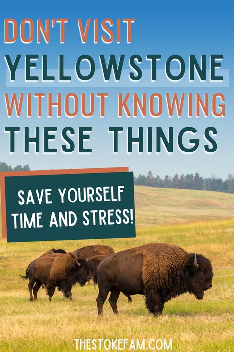 When you're planning a trip to Yellowstone, there are a lot of things to figure out. Where should you stay? Do you need to worry about wildlife? How long will it take to get around? Is there a nearby airport? We've answered these questions and more for you in this post. Things To Do In Yellowstone, Yellowstone Attire, Yellowstone Excursions, Things To Do In Yellowstone Park, Yellowstone Trip Planning, Trip To Yellowstone National Park, Yellowstone Vacation Planning, Yellowstone National Park Vacation, Wyoming Vacation